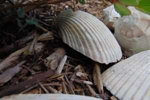 Cedar-Mulch-Decorated with Sea Shells