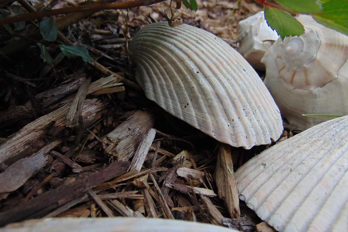 Cedar-Mulch-Decorated with Sea Shells