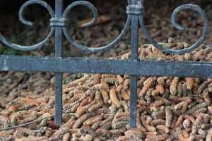 Cedar Mulch
