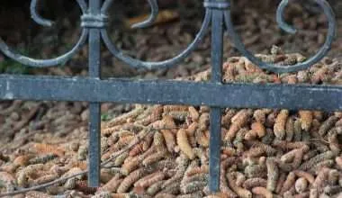 Cedar Mulch