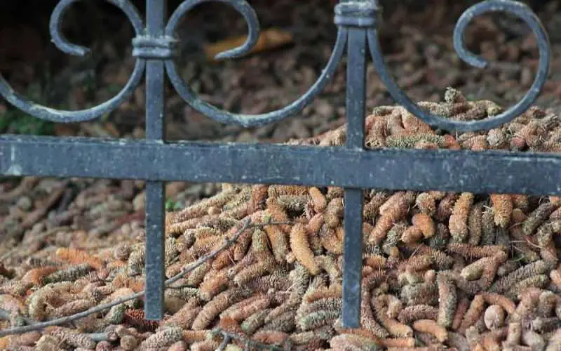 Cedar Mulch