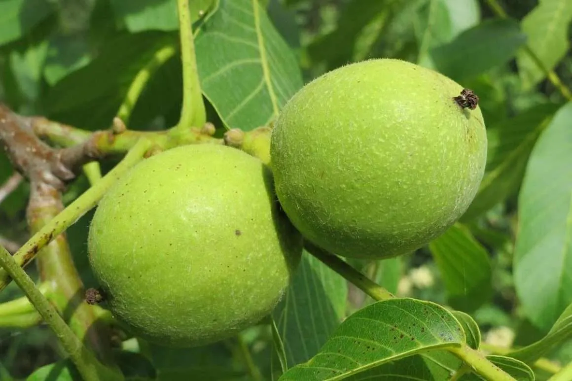 10+ Amazing Tips To Grow Healthy Walnut Trees Environment Buddy