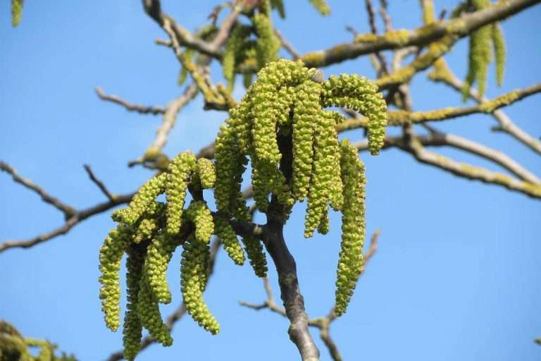 EnglishWalnutTreeSprouting Environment Buddy