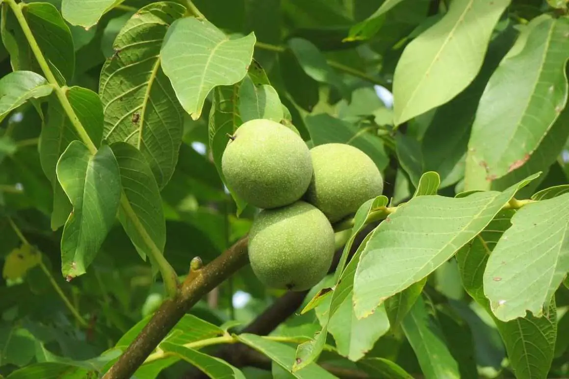 Black Walnuts vs English Walnuts; The Ultimate Showdown! Environment