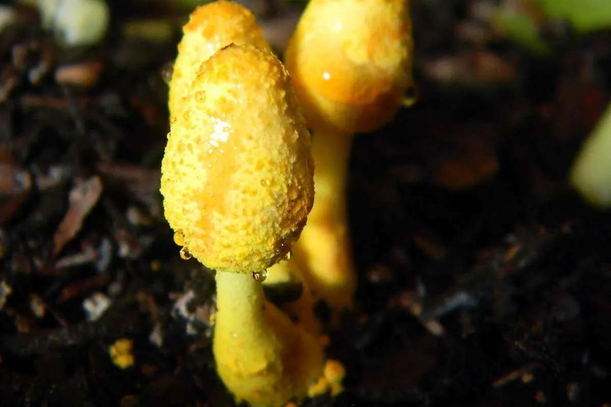 Fungus-Growing in Moist Cedar Mulch