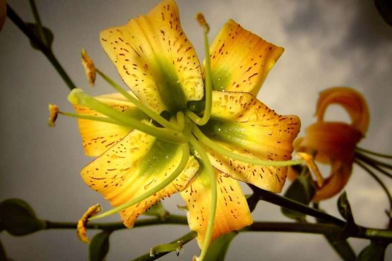 Henry’stigerlily Environment Buddy