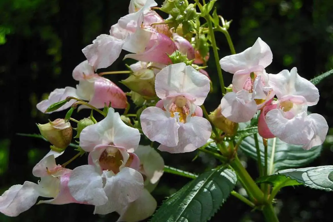 11 Plants To Avoid Under Sycamore Trees Environment Buddy