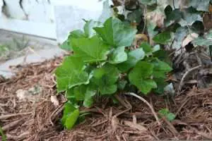 Ivy Growing in Cedar Mulch