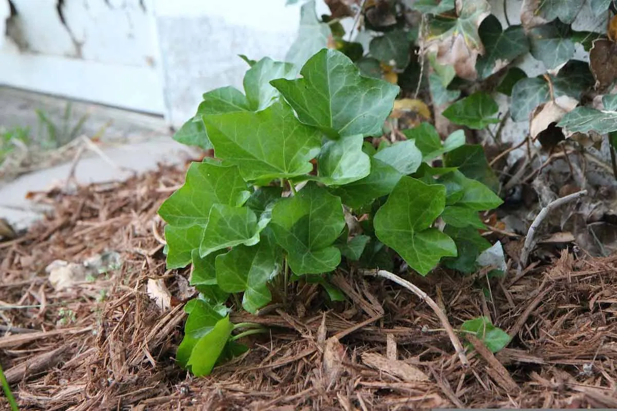 Ivy Growing in Cedar Mulch