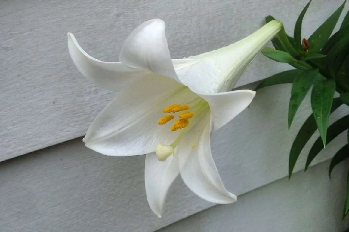 Lilium-Longiflorum | Environment Buddy