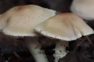 Mushroom-Sprouting in Cedar Mulch