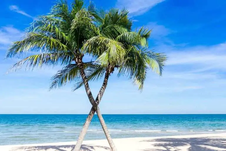 Palm tree Environment Buddy