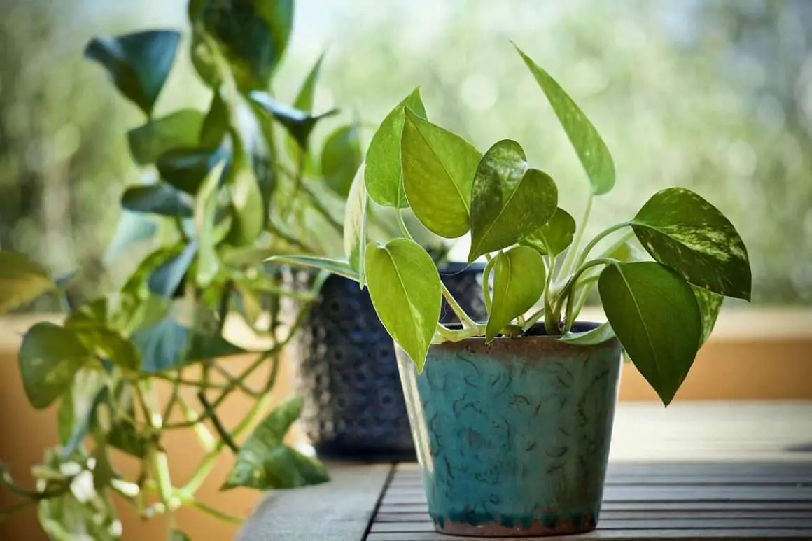 Pothos plant Environment Buddy