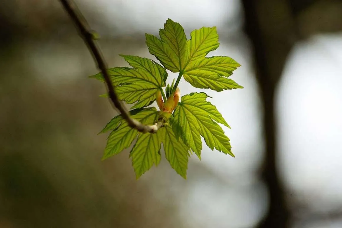 4 Easy Steps To Grow Sycamore Trees Environment Buddy