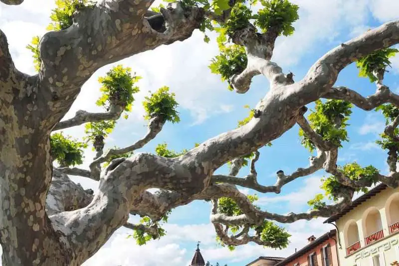 4 Easy Steps To Grow Sycamore Trees Environment Buddy