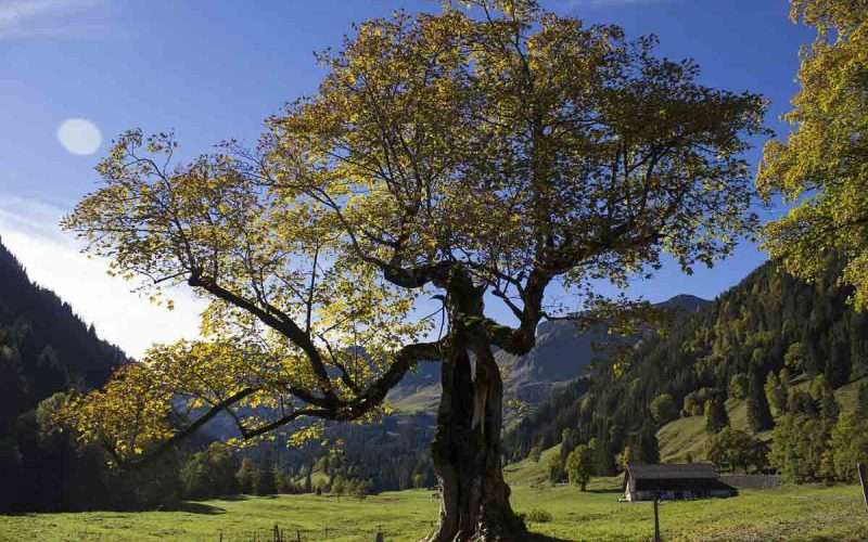 Sycamore Tree