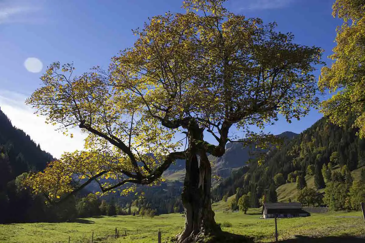 Sycamore Tree