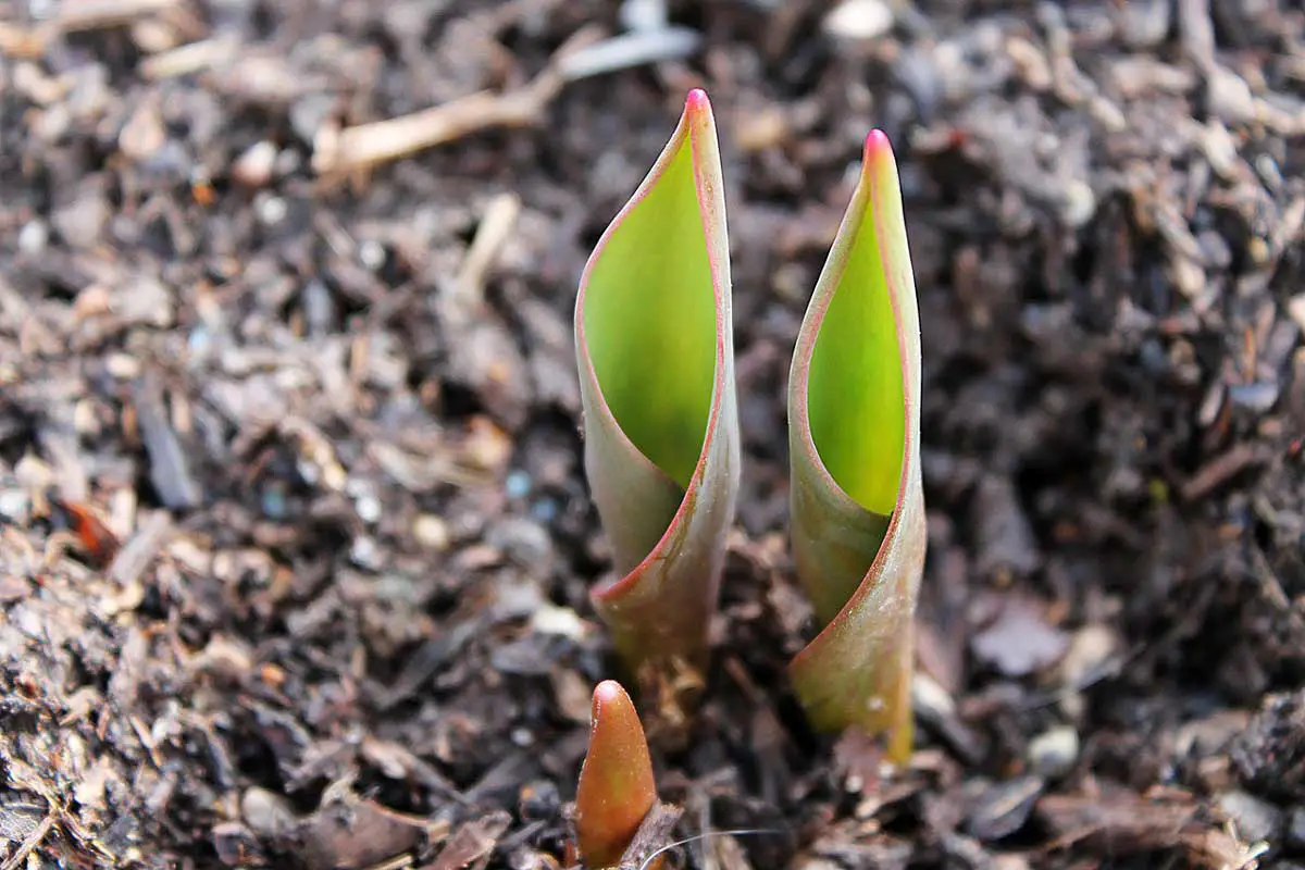 Tulip growing in mulch