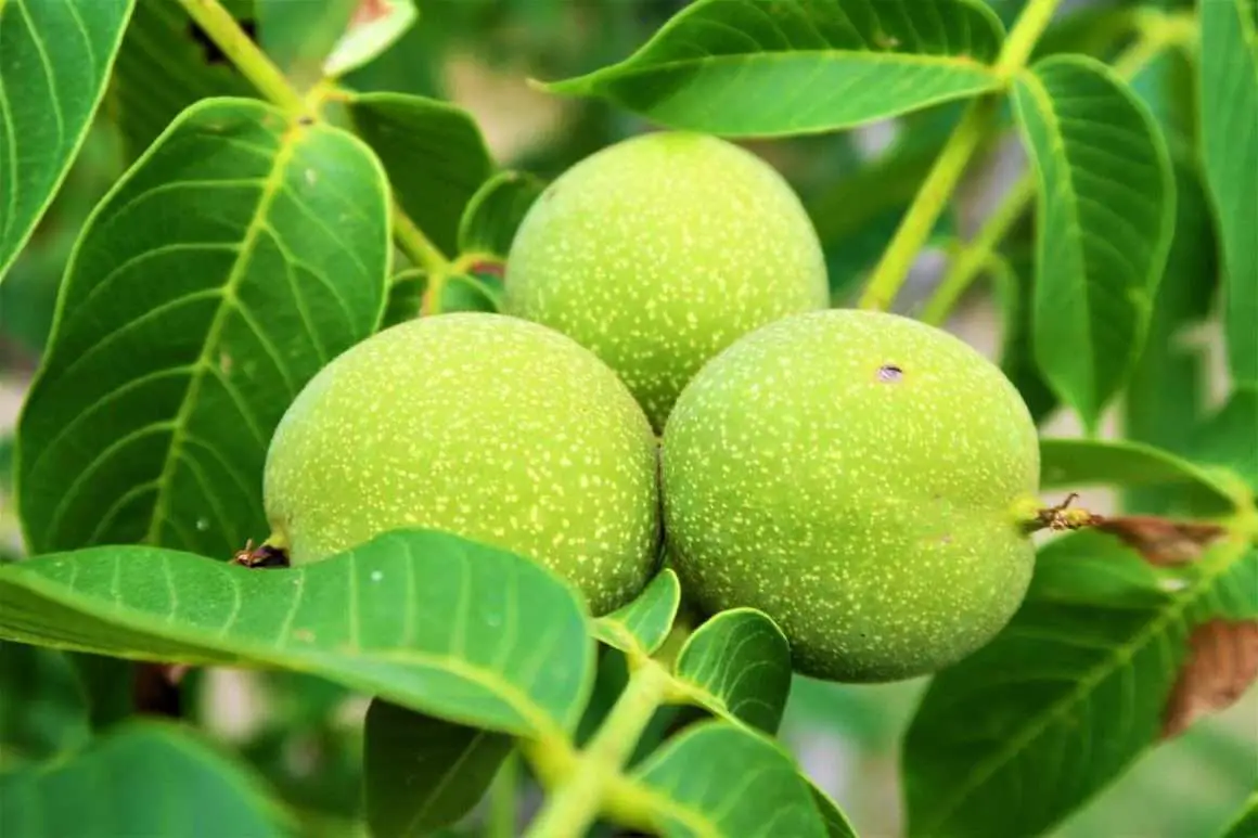 Black Walnuts vs English Walnuts; The Ultimate Showdown! Environment