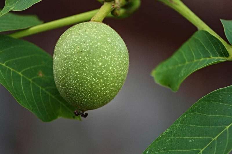 10+ Amazing Tips To Grow Healthy Walnut Trees Environment Buddy
