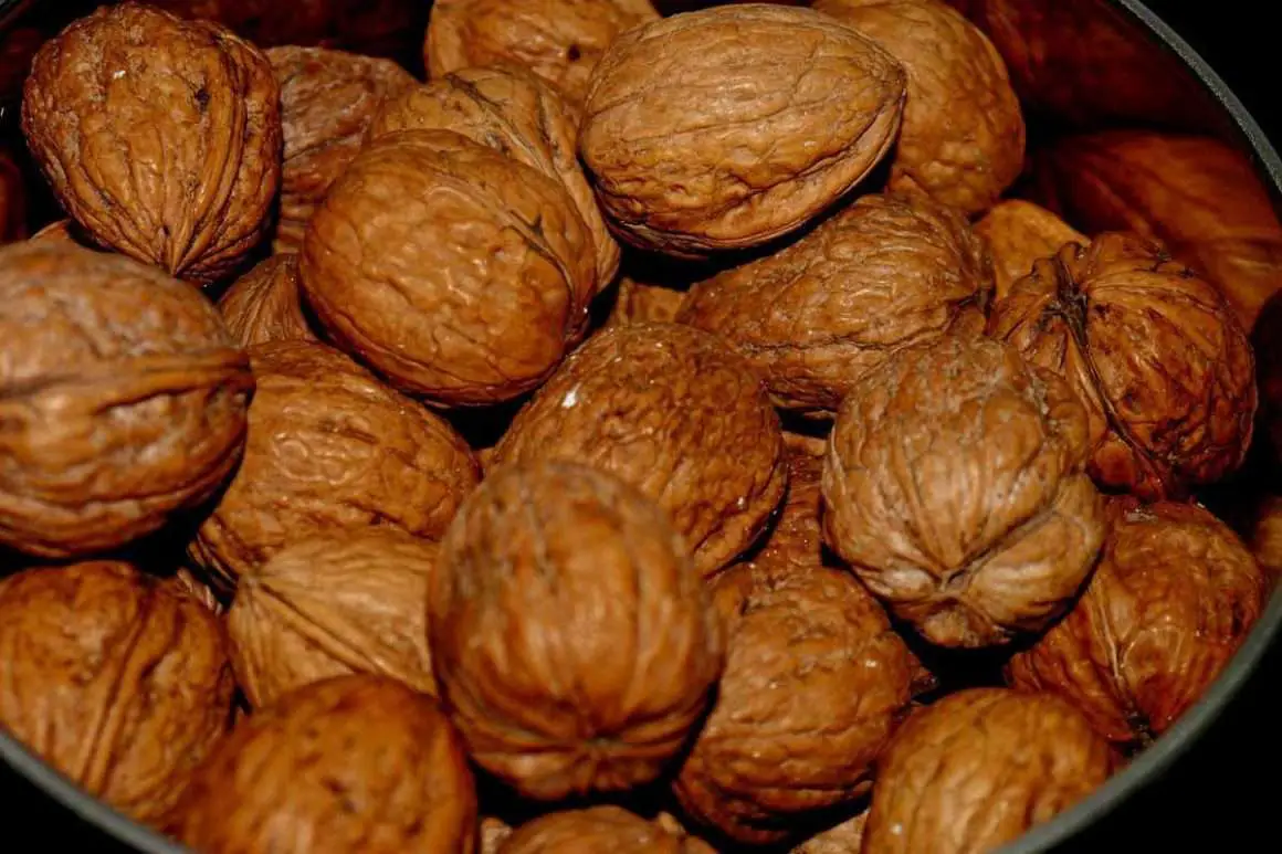 Black Walnuts vs English Walnuts The Ultimate Showdown Environment Black Walnuts vs English Walnuts The Ultimate Showdown Environment