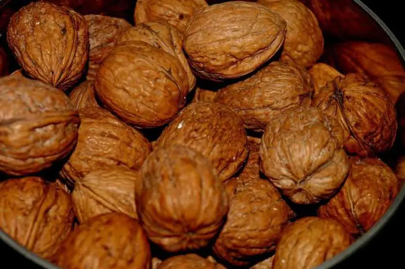 Black Walnuts vs English Walnuts; The Ultimate Showdown! Environment