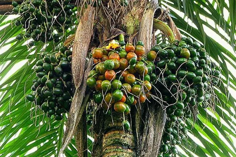 PeachPalm Environment Buddy