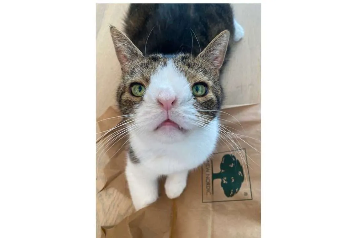 Are there Animals With Down Syndrome? Examples that went Viral