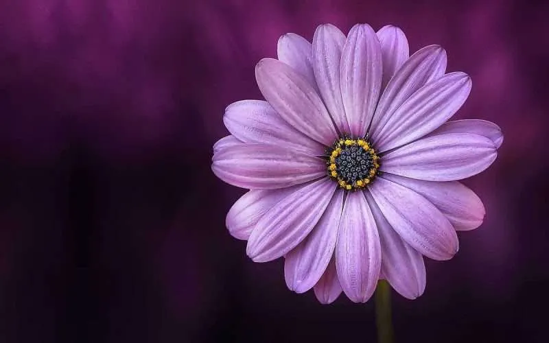 Purple flowers found around the world!