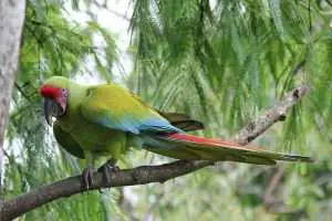 Great-green-macaw