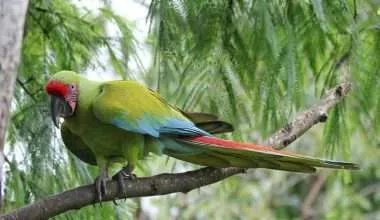 Great-green-macaw