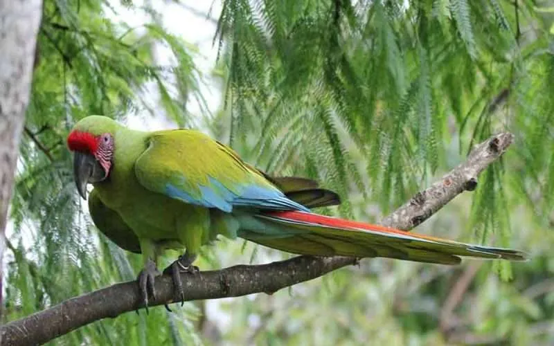 Great-green-macaw