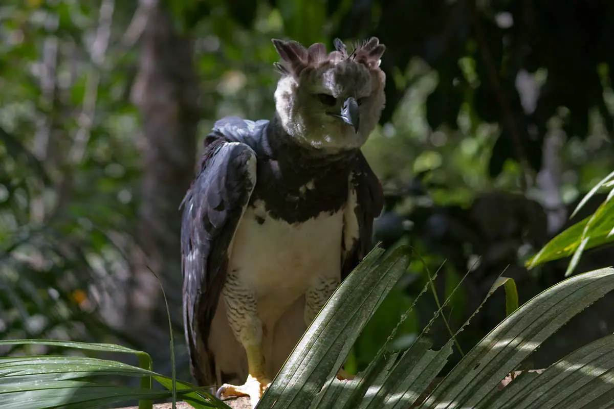 Harpy-eagle