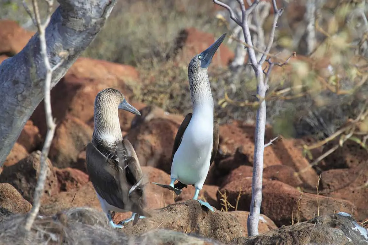 blue footed booby sea birds in Galapagos Islands