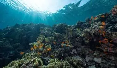 ocean acidification affects coral reefs