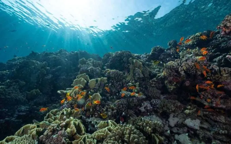 ocean acidification affects coral reefs