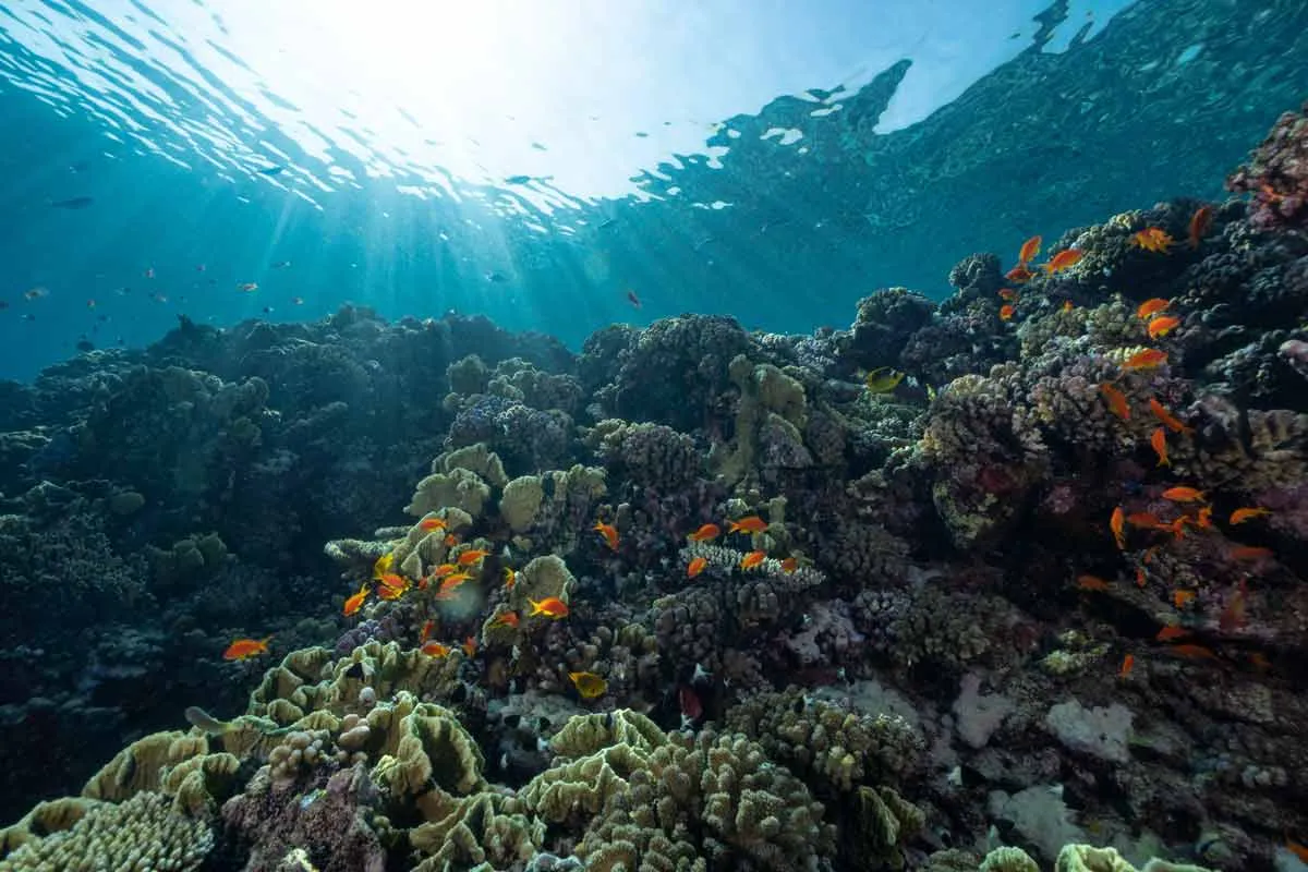 ocean acidification affects coral reefs