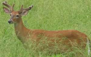 white-tailed-deer