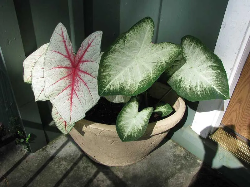 Caladiums