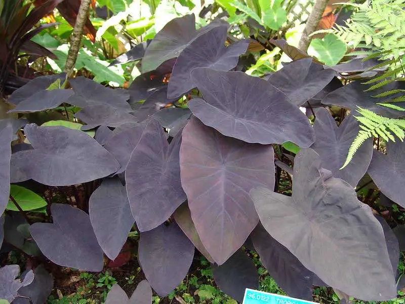 Taro- Colocasia-esculenta