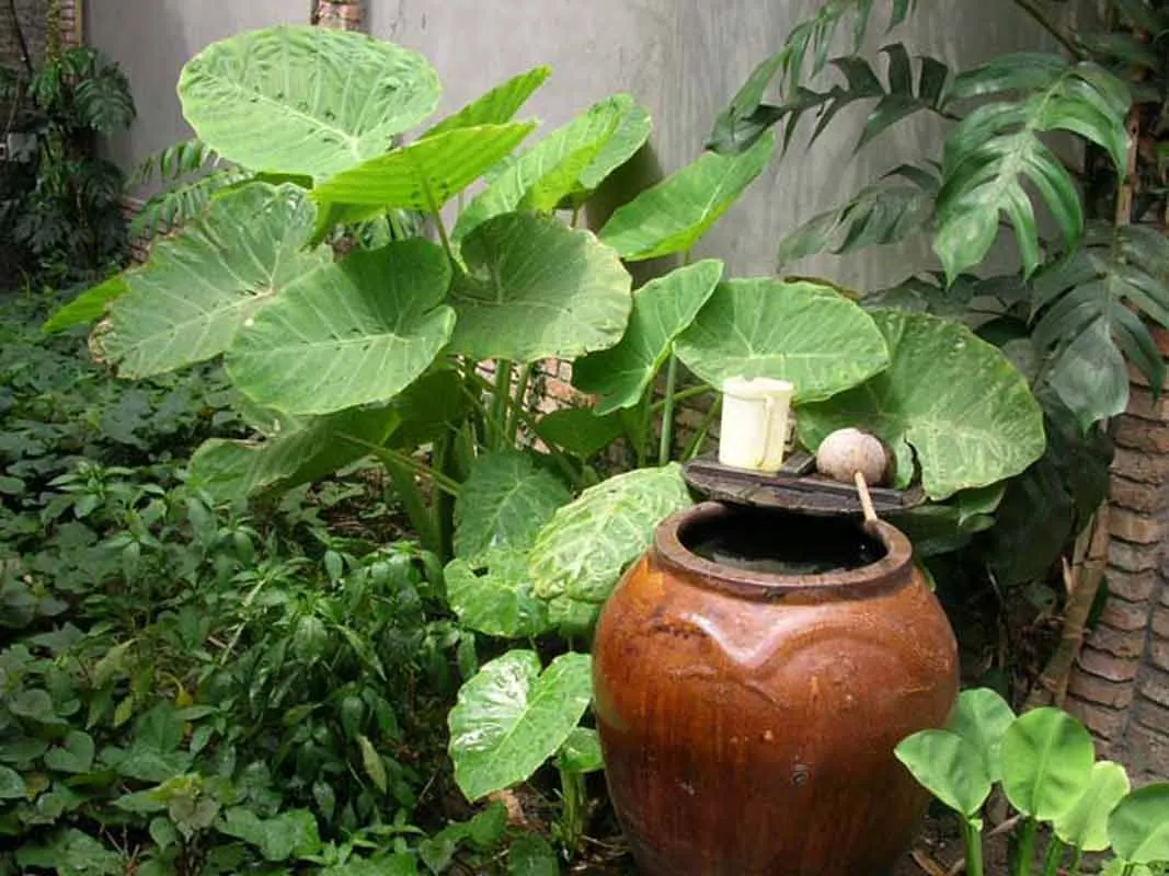 Alocasia