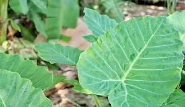 elephant-ear-plant