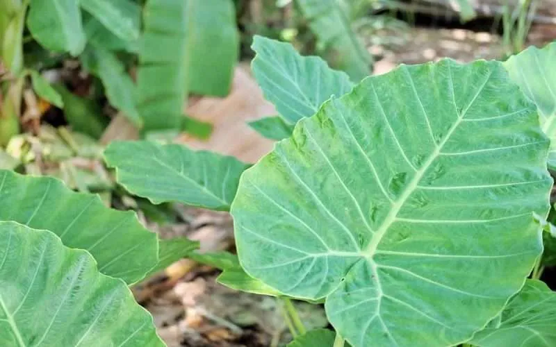 elephant-ear-plant