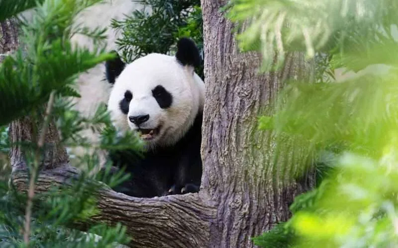 Giant-Panda