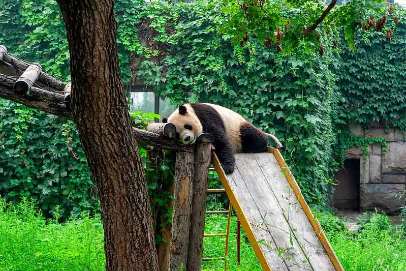 Securing Giant Panda Habitats: Ensuring a Sustainable future for Pandas