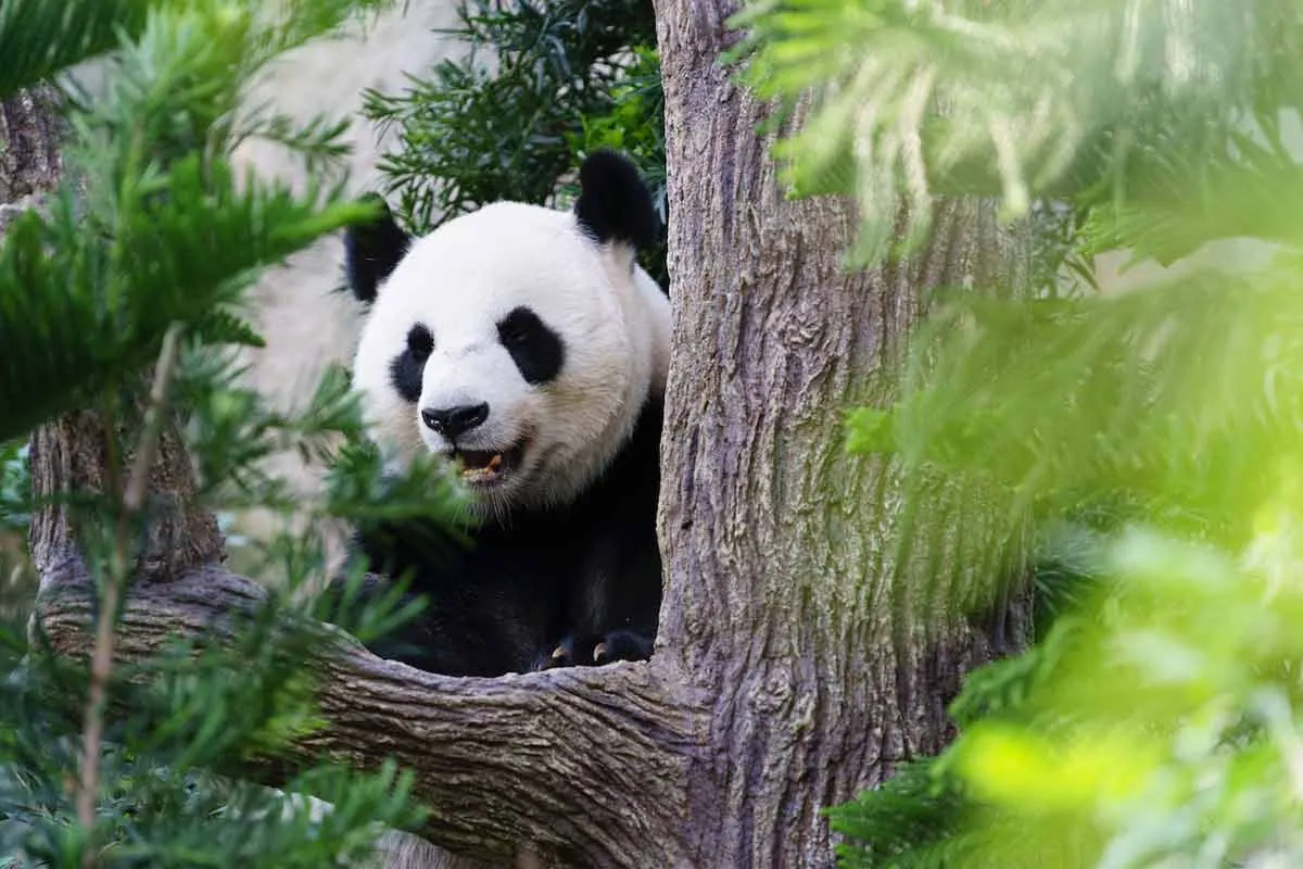 Giant-Panda