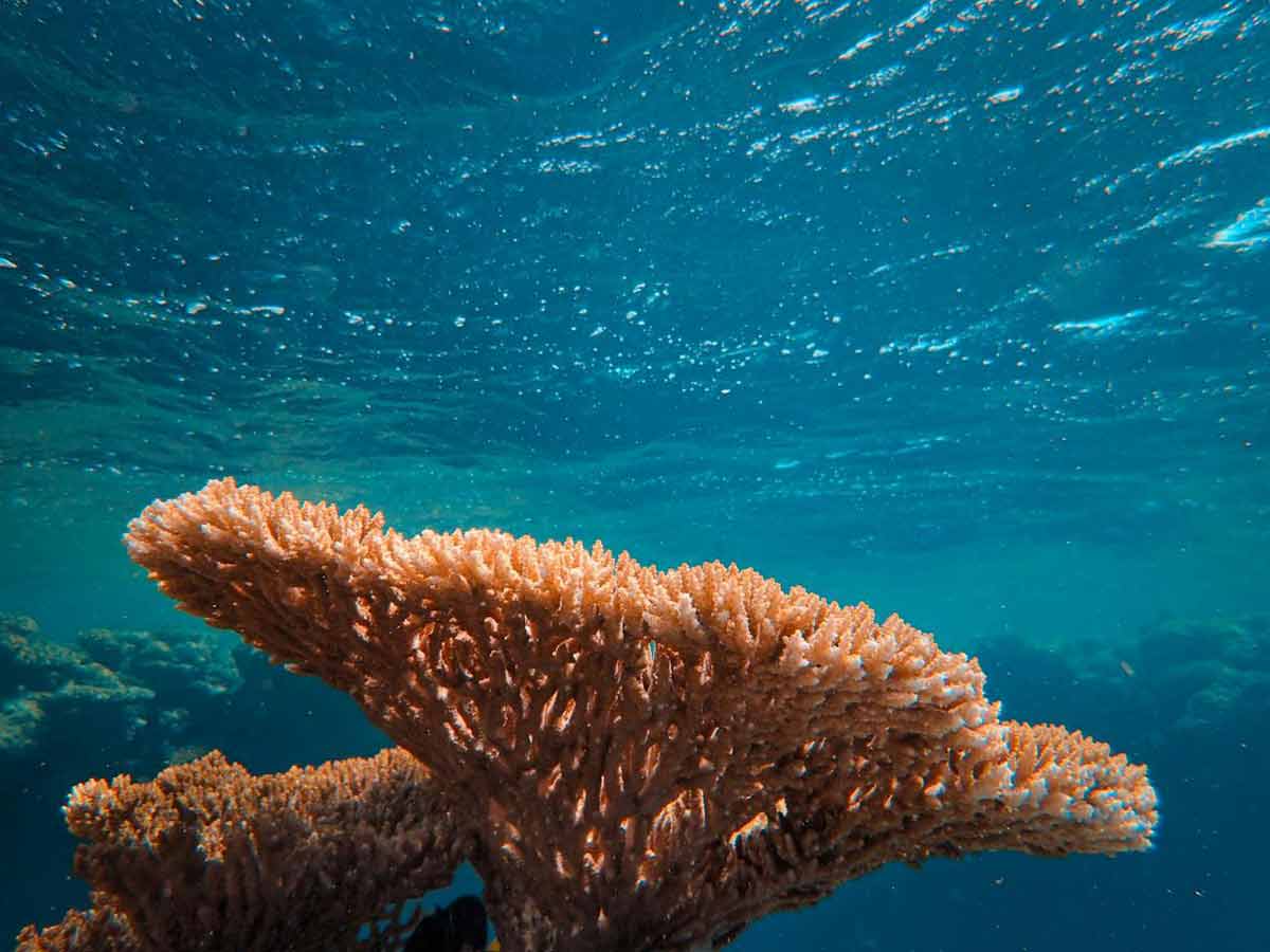 Coral-reef-in-blue=water