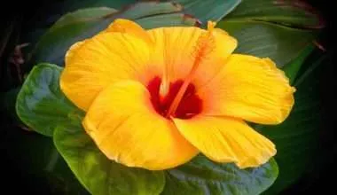 Yellow-Hibiscus