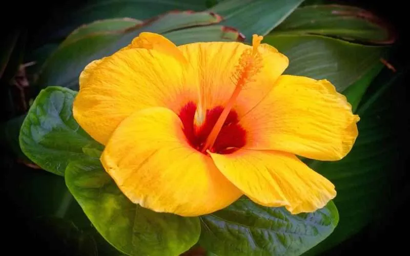 Yellow-Hibiscus