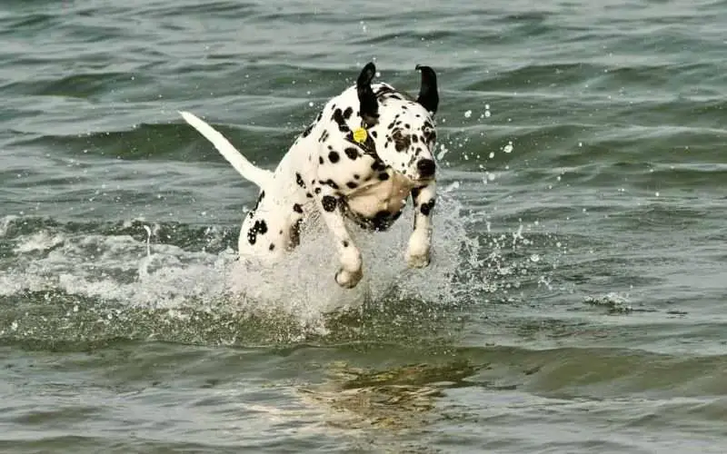 Dalmation